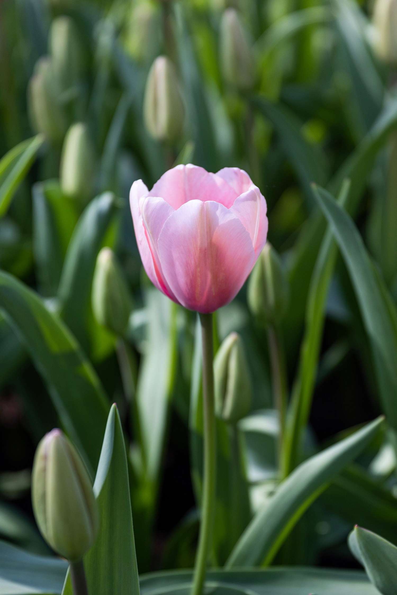 Tulppaani 'Salmon Impression'
